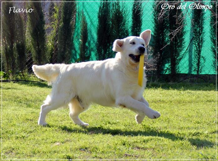 VÍDEO NUESTROS GOLDEN RETRIEVER JUGANDO Oro del Olimpo