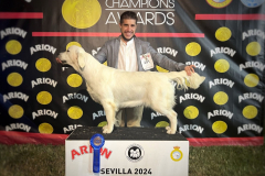 india-ccj-sevilla-scaled